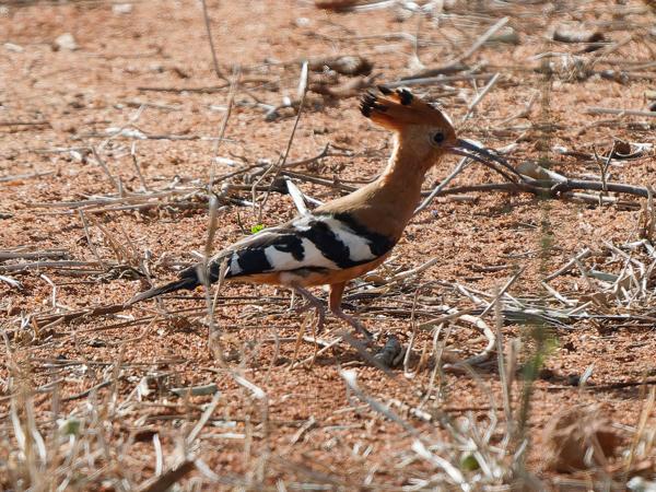 <h3><a href="/trips/tanzania/biota/animalia/chordata/aves/038 bucerotiformes/001 upupidae/upupa africana/upupa africana-nl.html">Upupa&nbsp;africana</a> / African&nbsp;hoopoe / Afrikaanse&nbsp;hop</h3>OM-1 Mark II met OLYMPUS M.150-400mm F4.5, 1/2000 sec  bij F4.5, ISO 640, afstand 20.2&nbsp;m